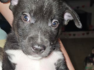 Mixed Breed dogs Darla - Ad 8