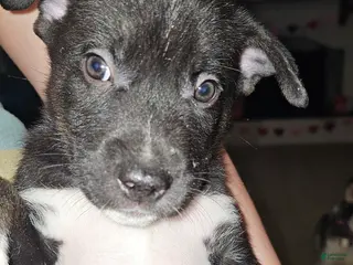 Mixed Breed dogs Darla - Ad 9