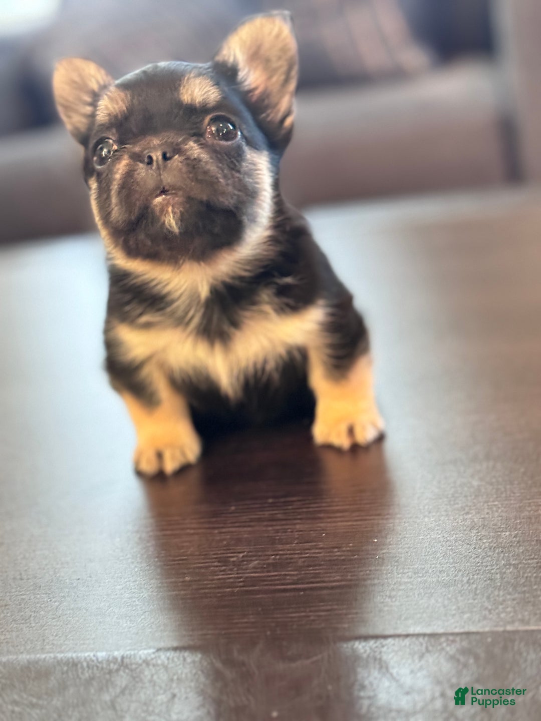 French Bulldog dogs for sale: French Bulldog Puppy 1 - Ad 1