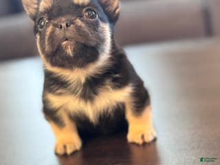 French Bulldog dogs French Bulldog Puppy 1 - Ad 11