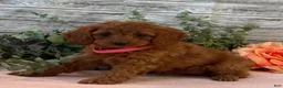 Cavapoo dogs for sale: Eden - Ad 5