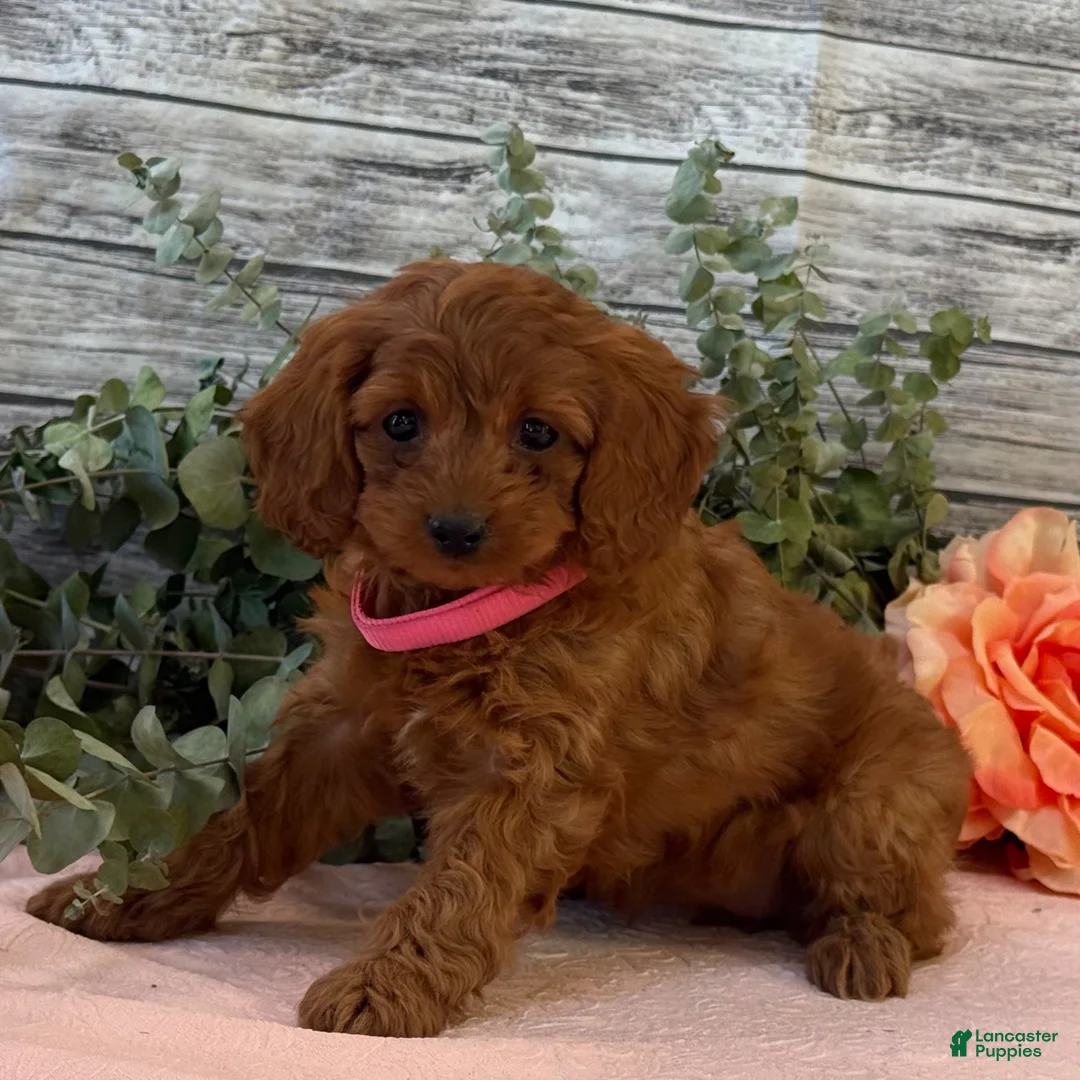 Cavapoo dogs for sale: Eden - Ad 5