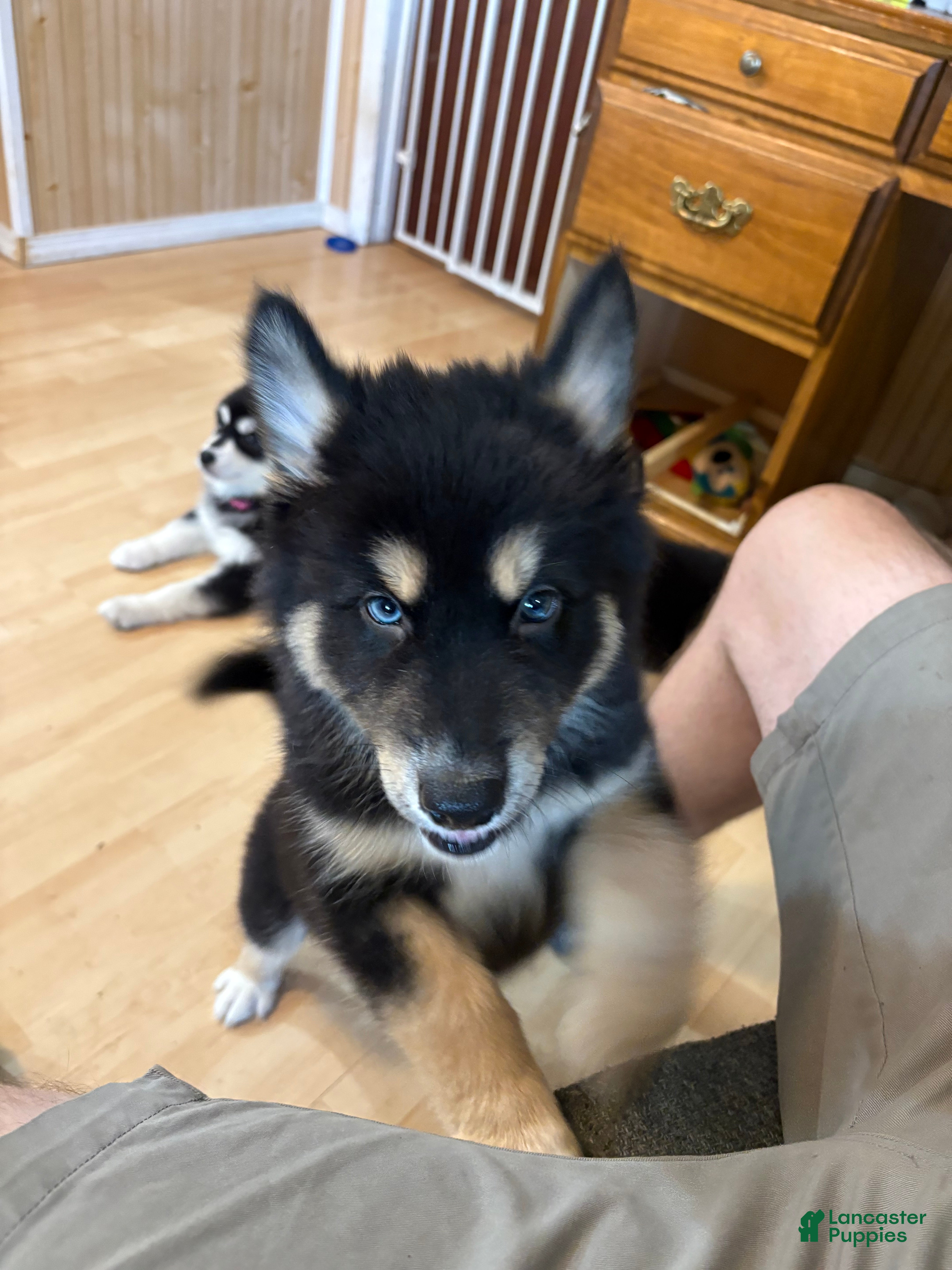 Mixed Breed dogs Mixed Breed 1 - Ad 39