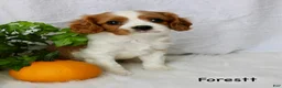 Cavalier King Charles Spaniel dogs for sale: Forestt - Ad 6