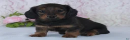 Miniature Dachshund dogs for sale: Sadie - Ad 3