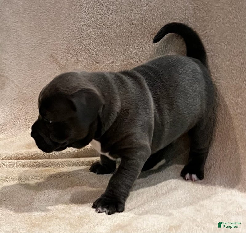 American Pit Bull Terrier dogs for sale: American Pit Bull Terrier Puppy 2 - Ad 4