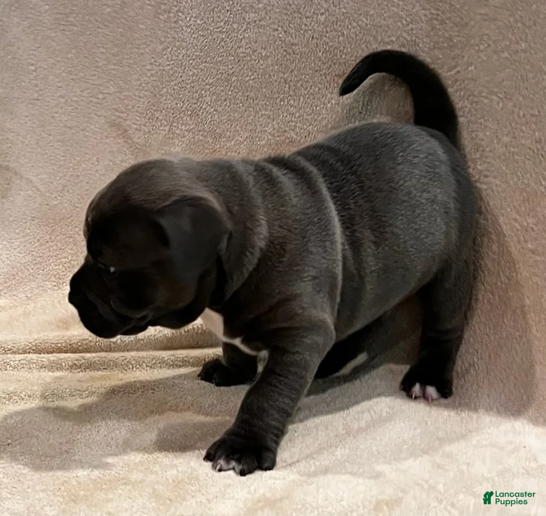American Pit Bull Terrier dogs for sale: American Pit Bull Terrier Puppy 2 - Ad 1
