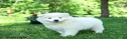 Samoyed dogs for sale: Cloud - Ad 1