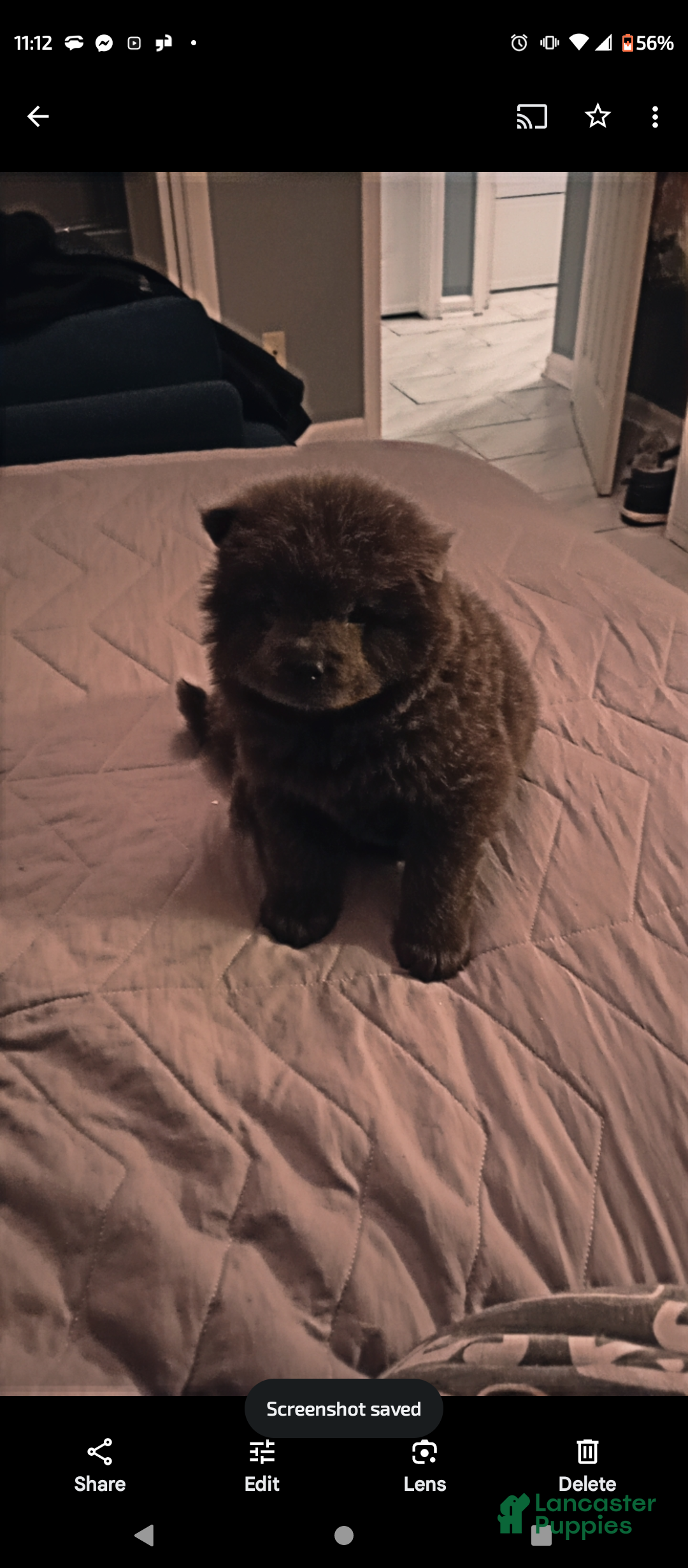 Chow Chow dogs Belle - Ad 2