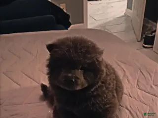 Chow Chow dogs Belle - Ad 3