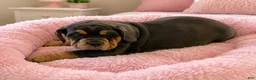 Mixed Breed dogs for sale: Bllu Female  - Ad 1