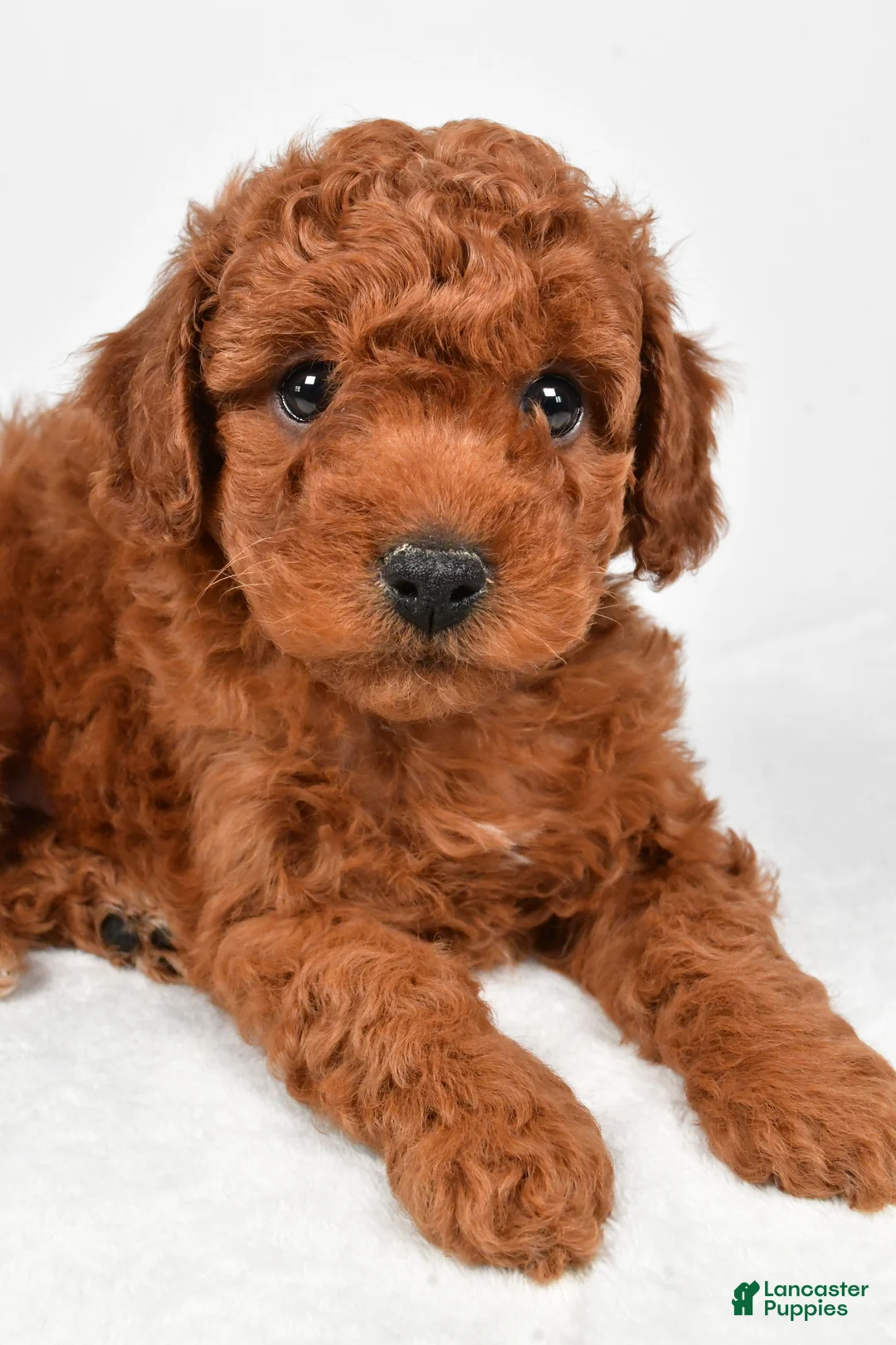 Miniature Poodle dogs for sale: Rocky - Ad 4