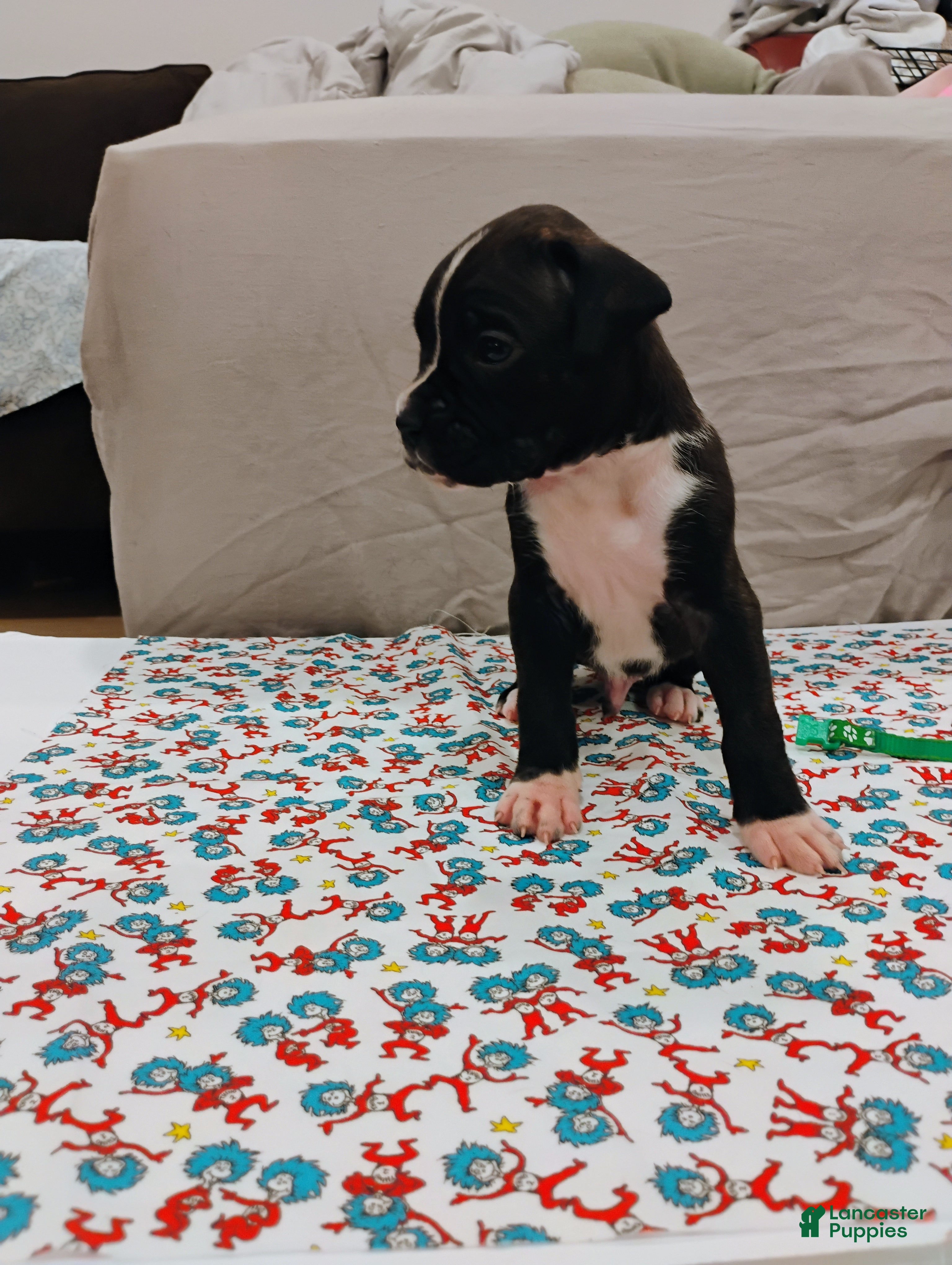 Boxer dogs Boxer 2 - Ad 23