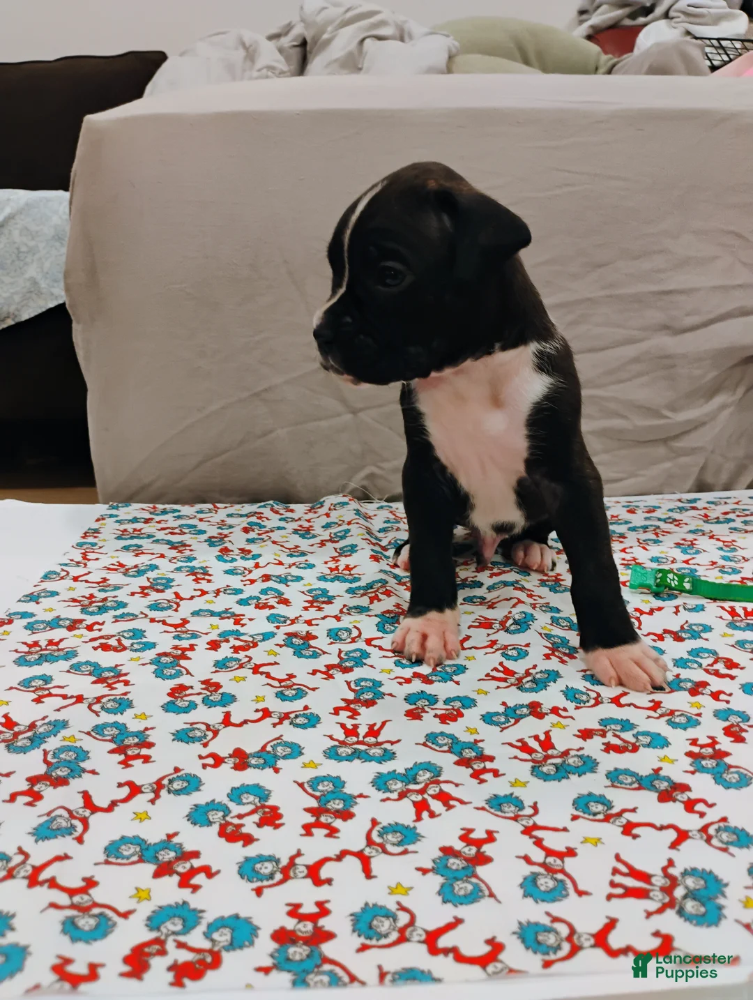 Boxer dogs for sale: Boxer 2 - Ad 1