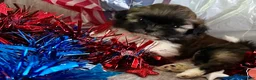 Shih Tzu dogs for sale: Zane - Ad 10