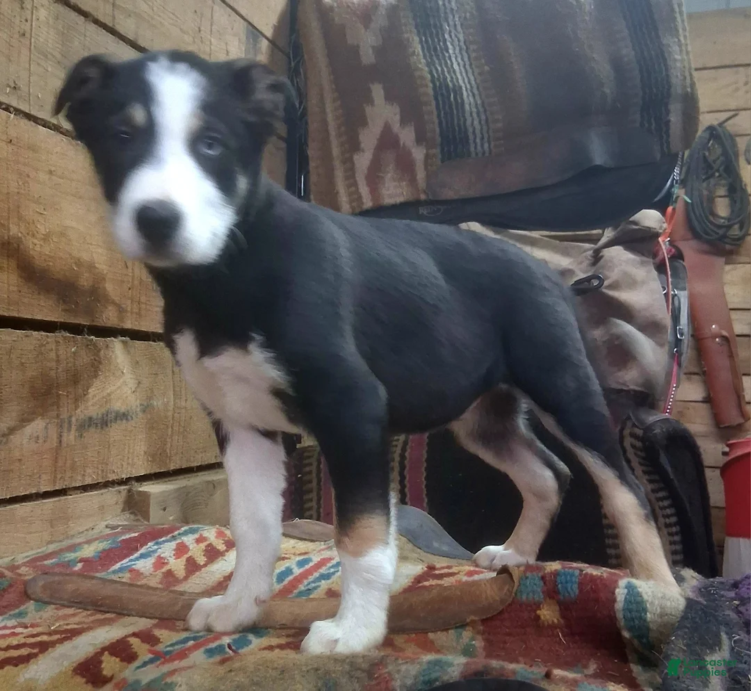 Border Collie dogs for sale: Border Collie Puppy 1 - Ad 3