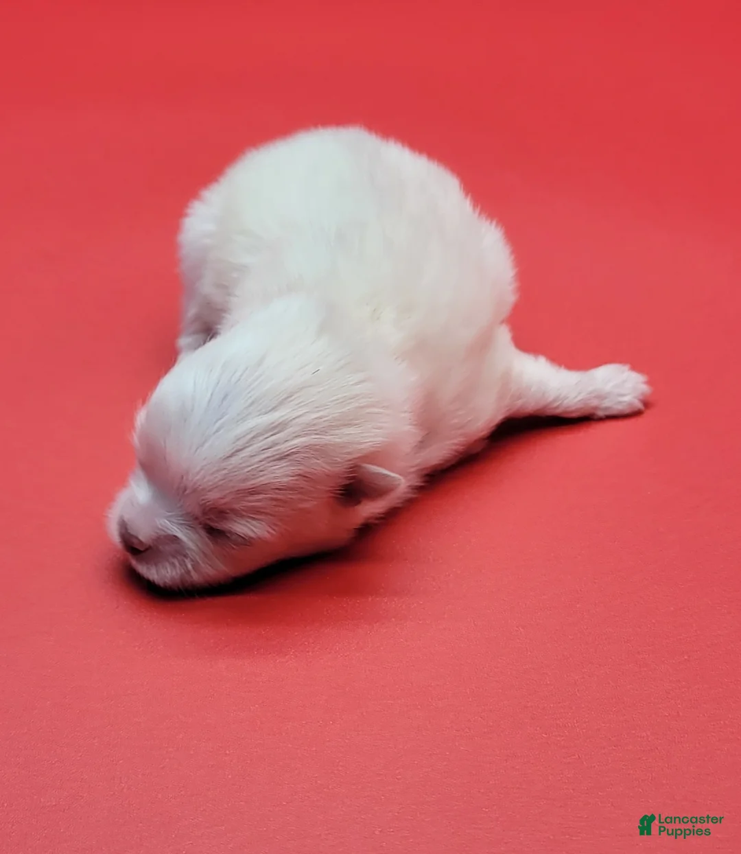 Pomeranian dogs for sale: Pomeranian Puppy 2 - Ad 2