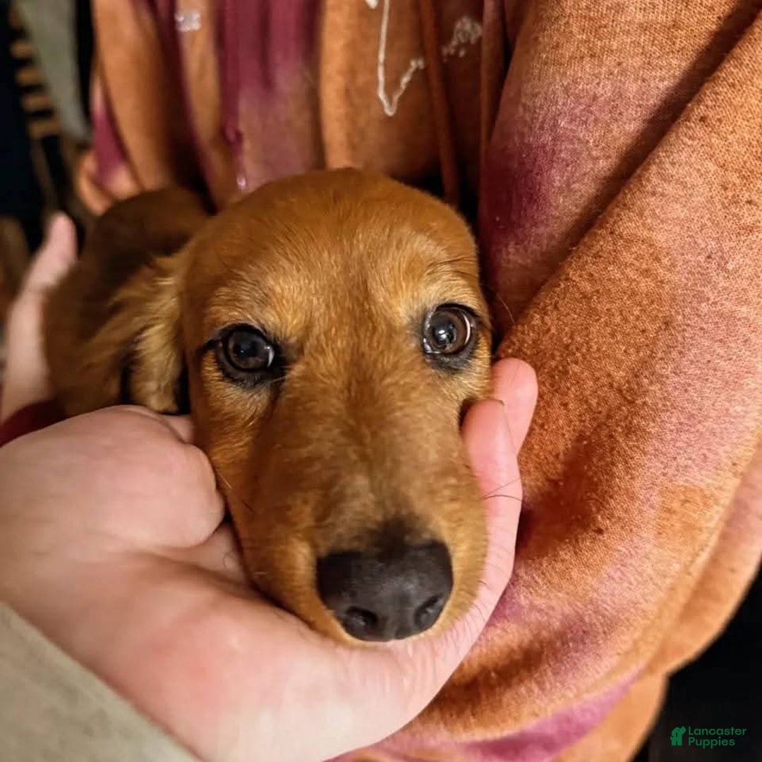 Miniature Dachshund dogs for sale: Bagel - Ad 15