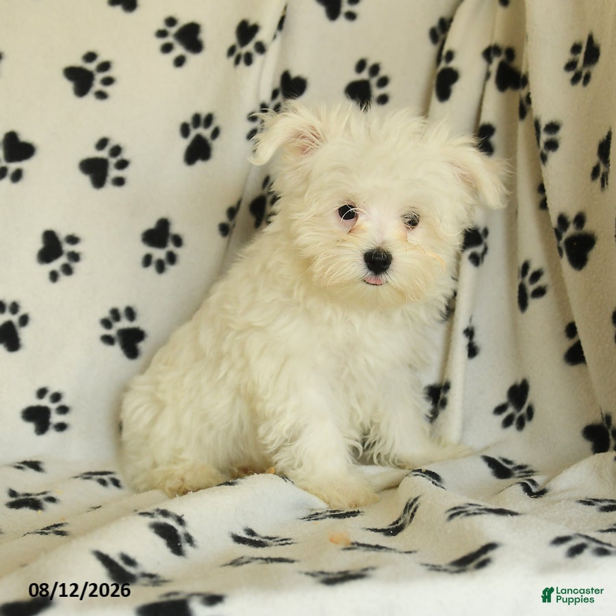 Maltese dogs Rover  - Ad 1