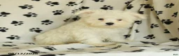Maltese dogs for sale: Rover  - Ad 1
