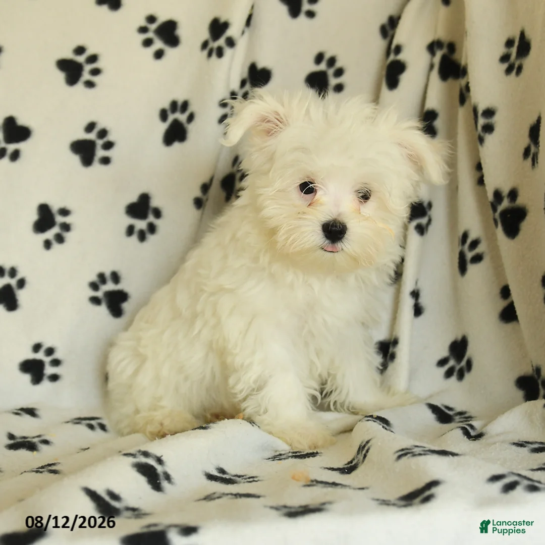 Maltese dogs for sale: Rover  - Ad 1