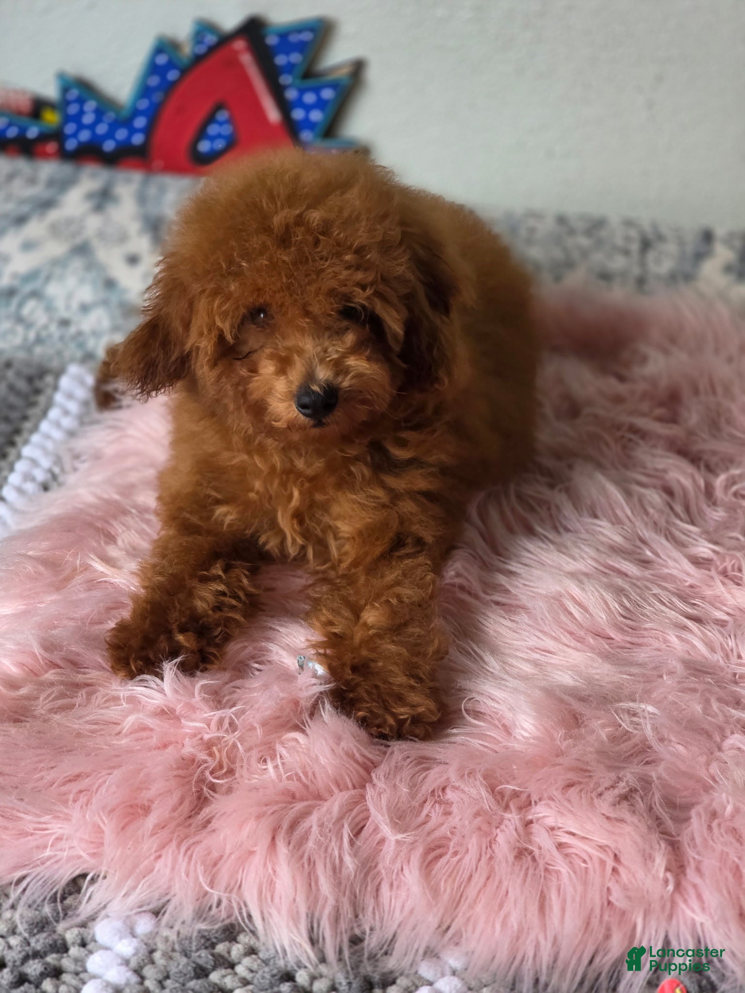 Toy Poodle dogs Boy 1 - Ad 2