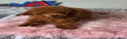 Toy Poodle dogs for sale: Boy 1 - Ad 2