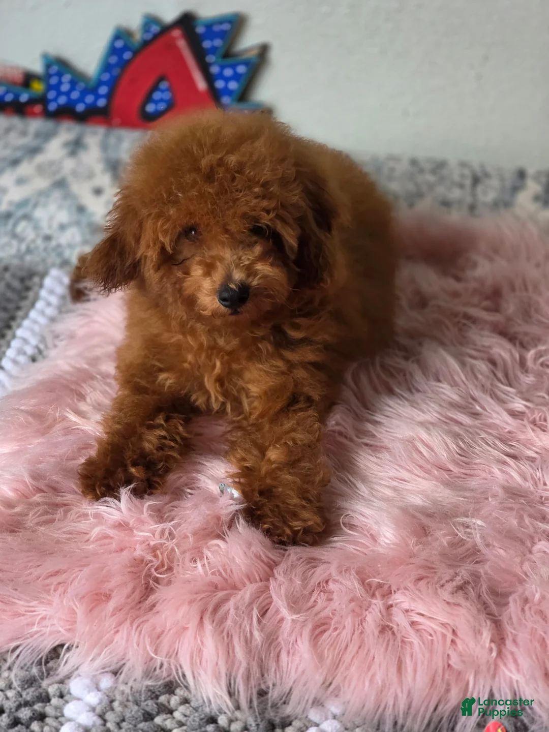 Toy Poodle dogs for sale: Boy 1 - Ad 2