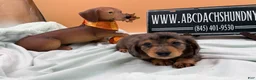 Miniature Dachshund dogs for sale: AKC Russian lh - Ad 10