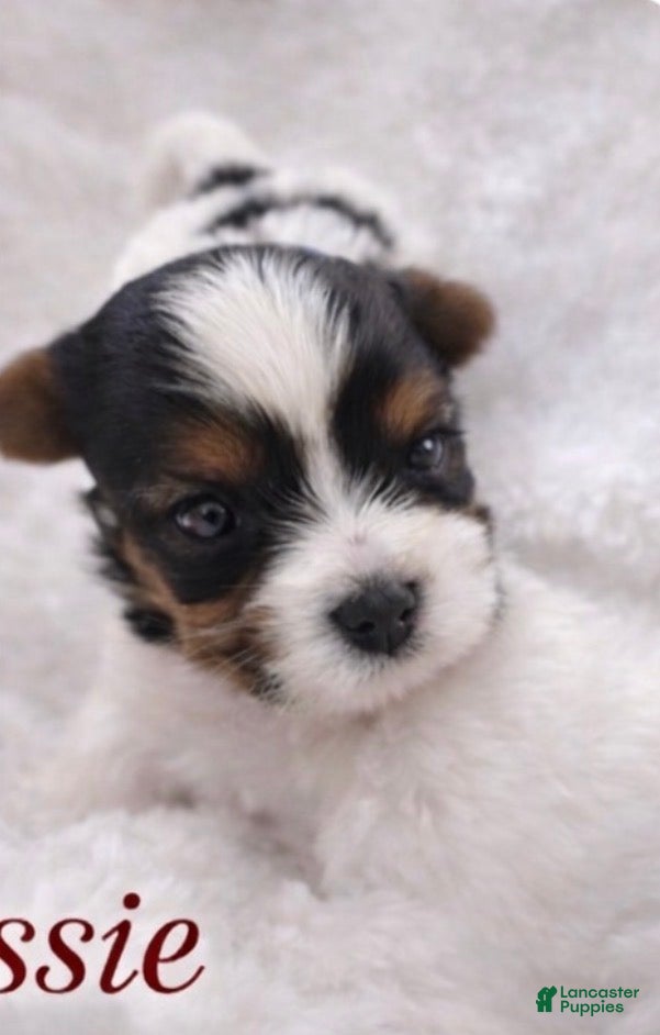 Biewer Terrier dogs Rossie - Ad 1