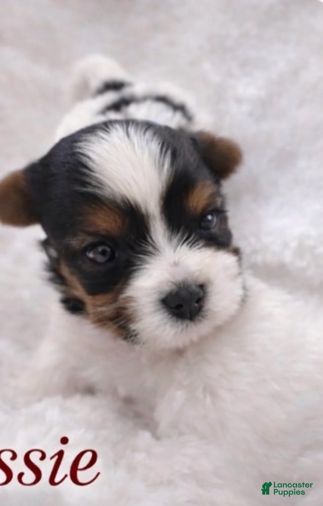 Biewer Terrier dogs for sale: Rossie - Ad 1