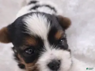 Biewer Terrier dogs for sale: Rossie - Ad 4