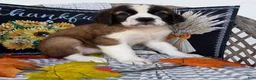 Saint Bernard dogs for sale: Glow - Ad 3