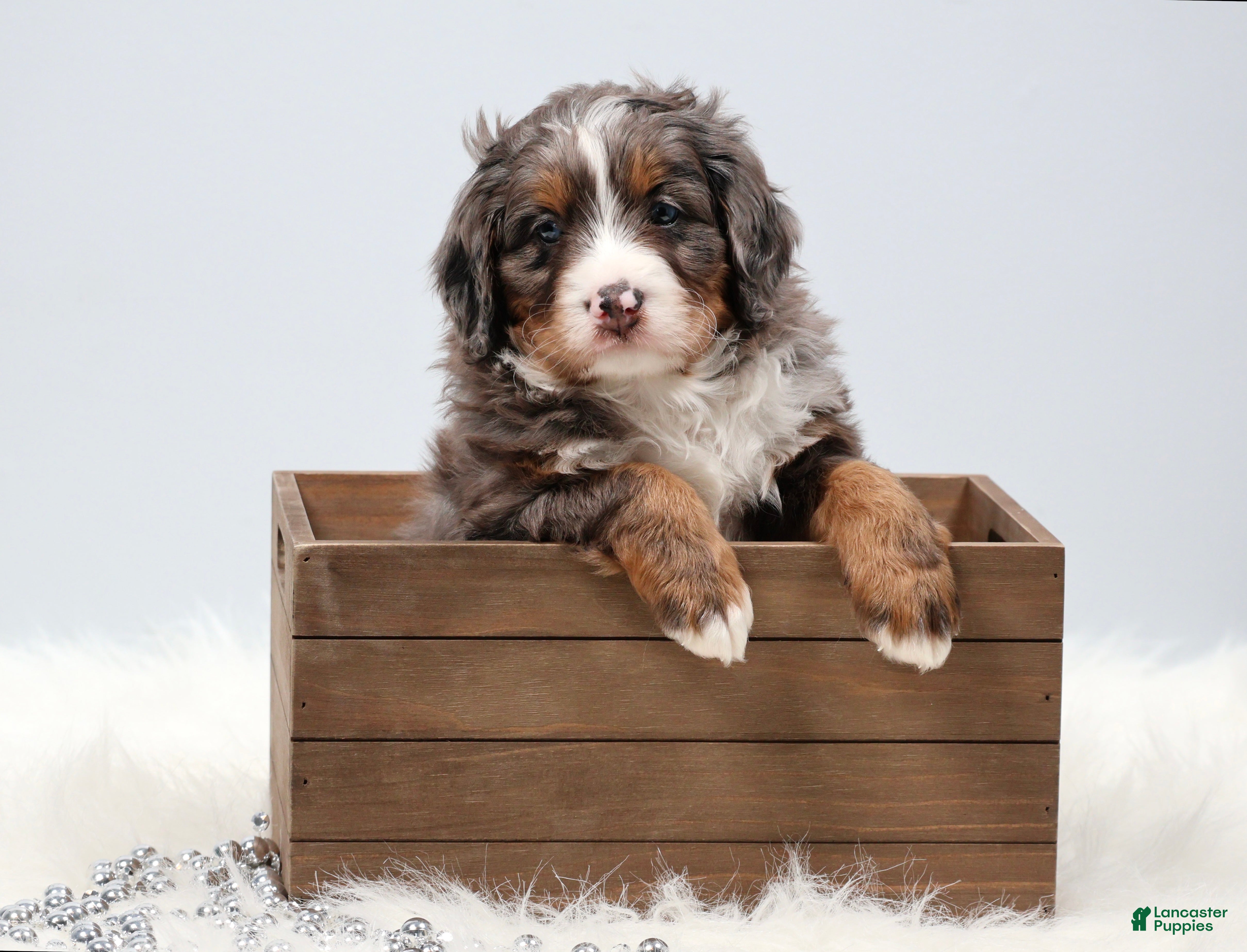 Mini Bernedoodle dogs Carter  - Ad 1