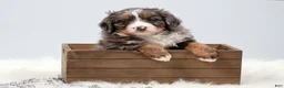 Mini Bernedoodle dogs for sale: Carter  - Ad 1