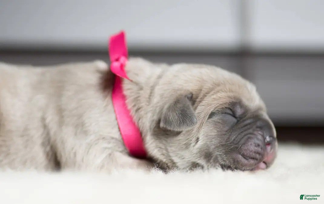 Cane Corso dogs Titan Bones Shield Of Valkyrie  - Ad 21