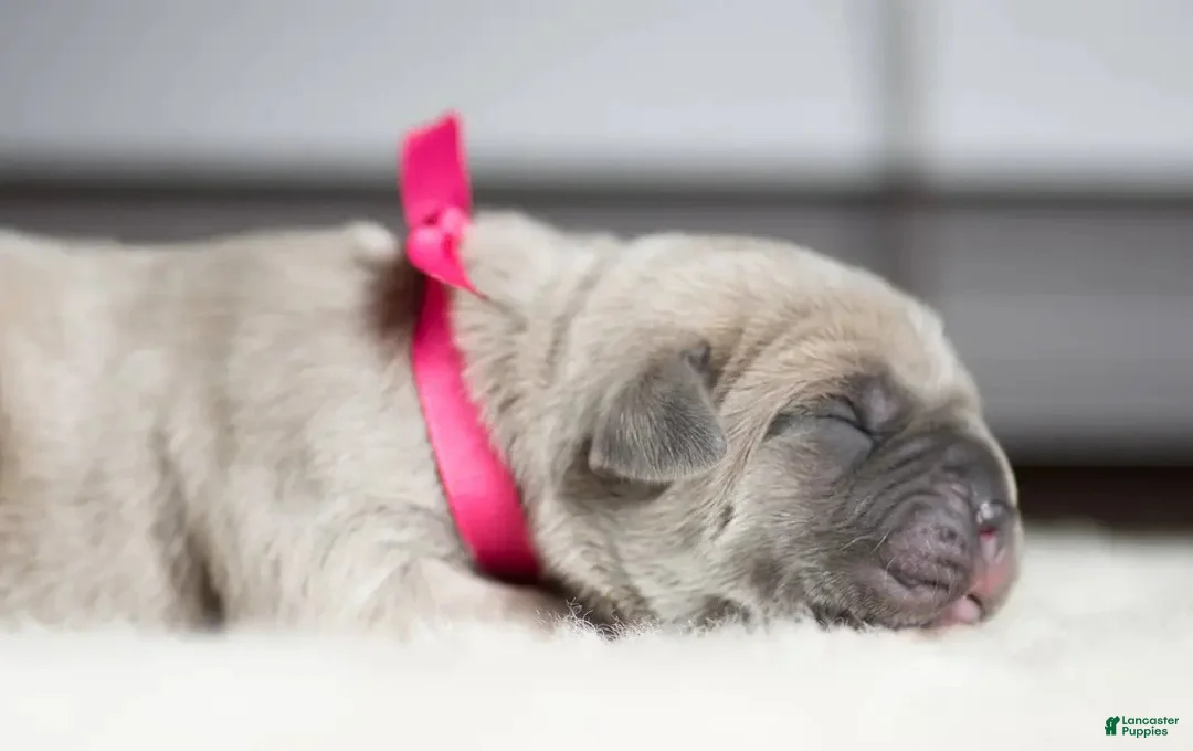 Cane Corso dogs for sale: Titan Bones Shield Of Valkyrie  - Ad 1