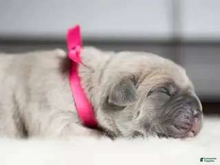 Cane Corso dogs Titan Bones Shield Of Valkyrie - Ad 21