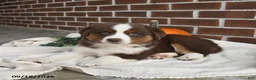 Miniature Australian Shepherd dogs for sale: Hershey - Ad 2