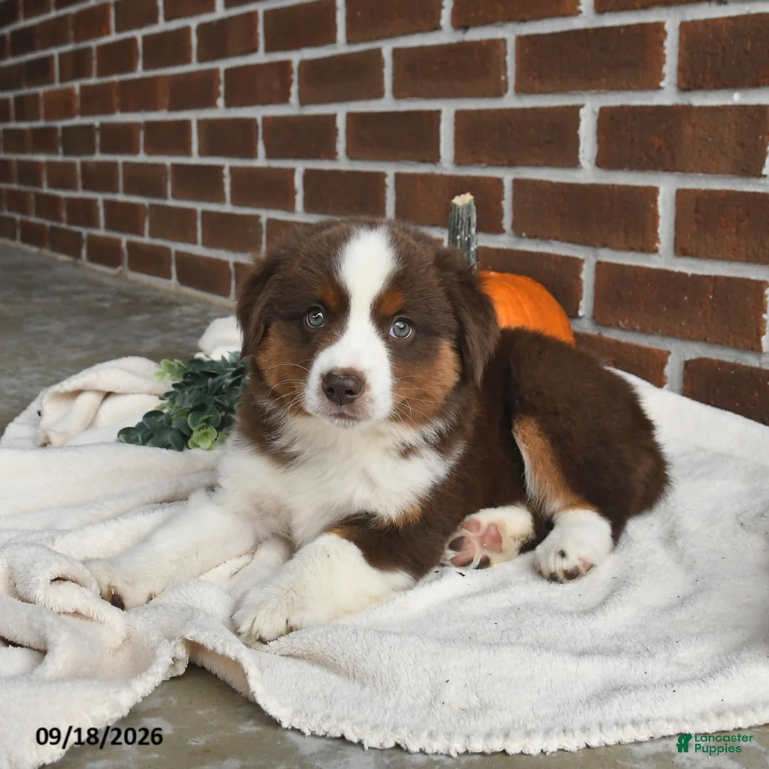 Miniature Australian Shepherd dogs for sale: Hershey - Ad 2