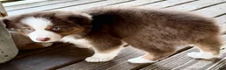 Australian Shepherd dogs for sale: AKC 6 Candy - Ad 4