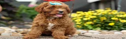 Cavapoo dogs for sale: Kody 🐶 - Ad 7