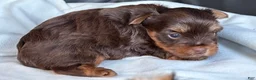 Yorkshire Terrier dogs for sale: Bruno - Ad 8