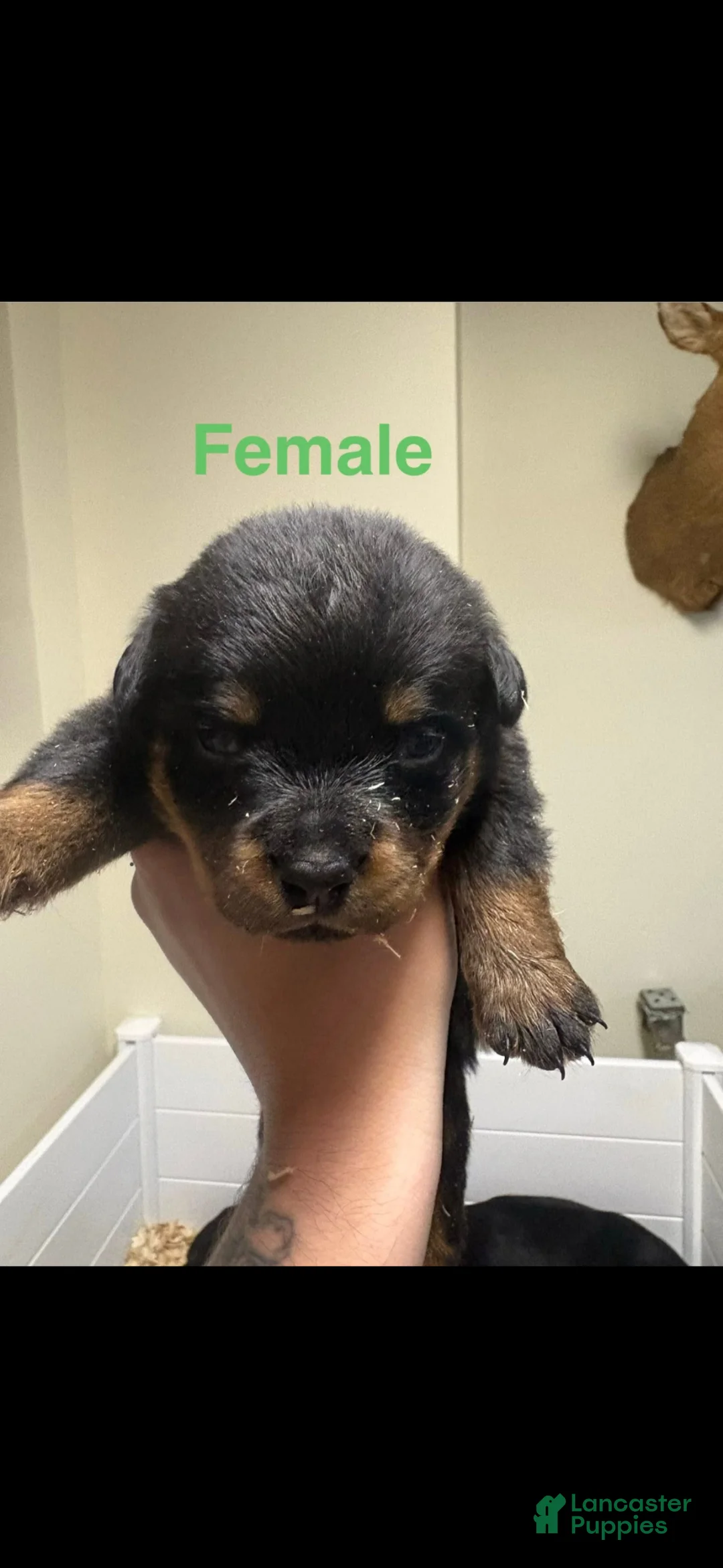 Rottweiler dogs for sale: Rottweiler Puppy 5 - Ad 1