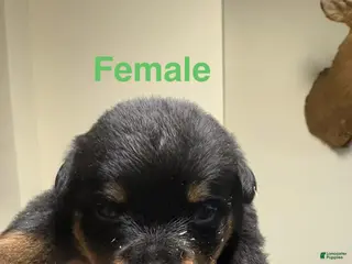 Rottweiler dogs Rottweiler Puppy 5 - Ad 26