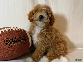 Mini Aussiedoodle dogs - Ad 11