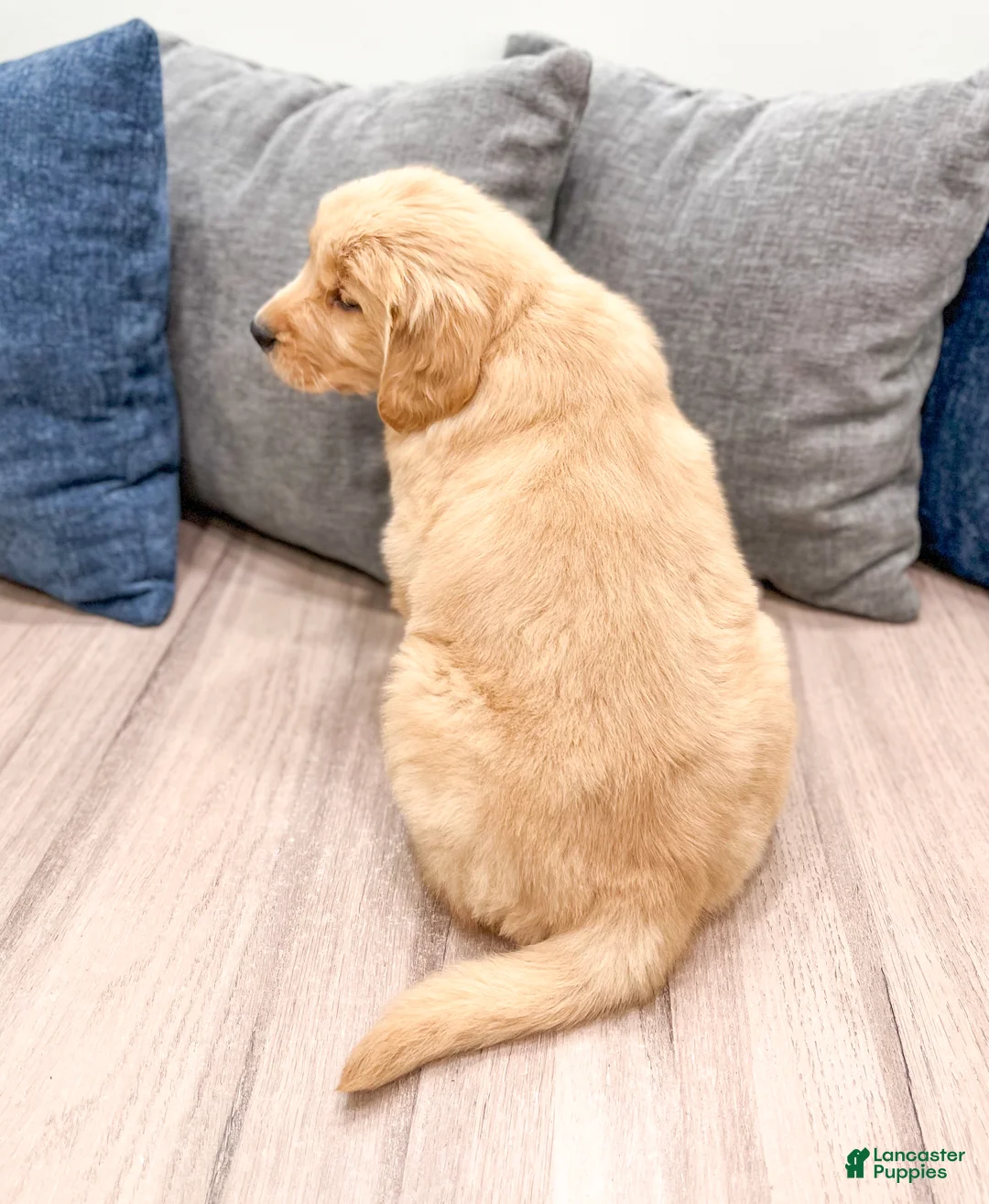 Golden Retriever dogs for sale: Honey - Ad 5