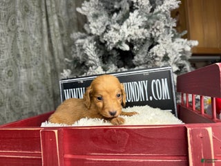 Miniature Dachshund dogs Triscuit Russian red - Ad 20