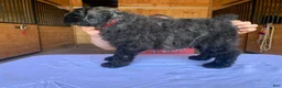 Bouvier Des Flandres dogs for sale: Bouvier Des Flandres Puppy 3 - Ad 2