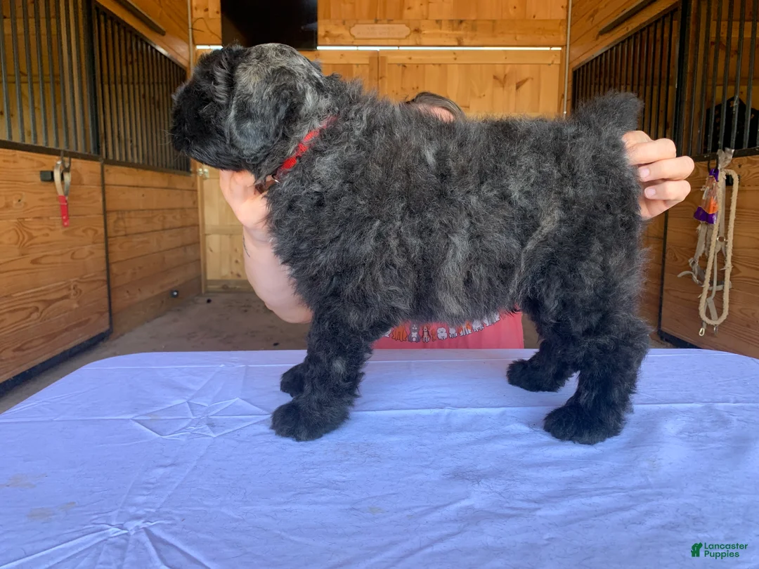 Bouvier Des Flandres dogs for sale: Bouvier Des Flandres Puppy 3 - Ad 2